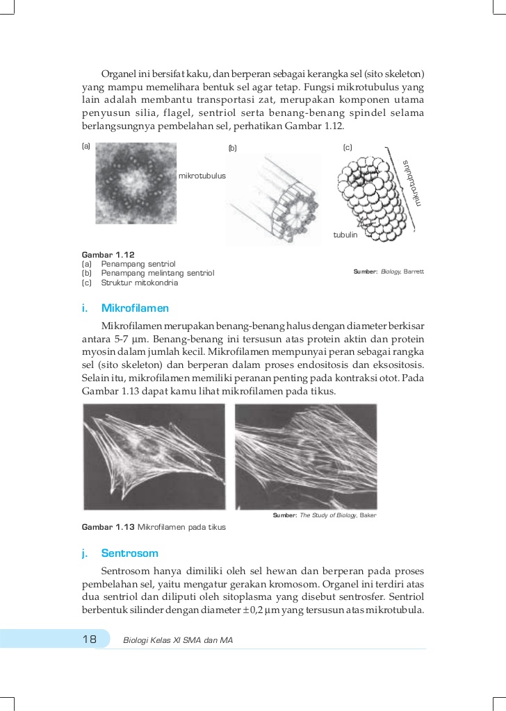 Download buku biologi kelas xii kurikulum 2013 erlangga pdf irnaningtyas